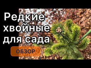 Обзор растений с названиями. Можжевельники, туи, сосна. Ч. 2 Дневник садовода