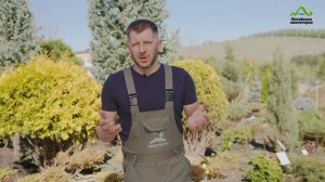 ГОЛУБАЯ ЕЛЬ НА УЧАСТКЕ ВИДЫ И СОРТА | КАКУЮ ЕЛЬ ПОСАДИТЬ?