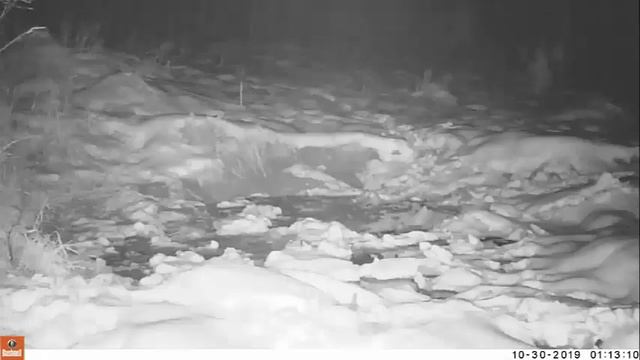 Диких зверей засняли в Восточном Казахстане смотреть онлайн