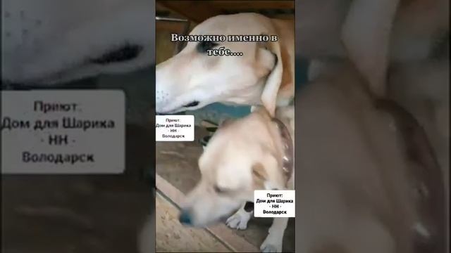 Я обычный дворовый пёс.... смотреть онлайн