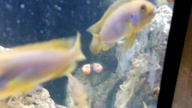 IODOTROPHEUS SPRENGUERAE смотреть онлайн