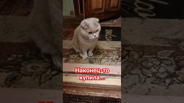 наконец-то купила... #юмор смотреть онлайн