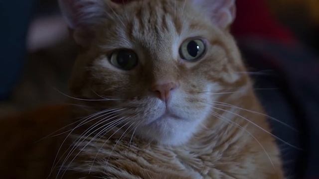 Как отучить кошку драть обои и мебель | Что делать если кошка портит мебель смотреть онлайн