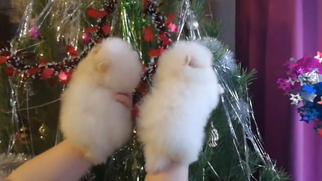 Померанский шпиц купить. Девочки. смотреть онлайн