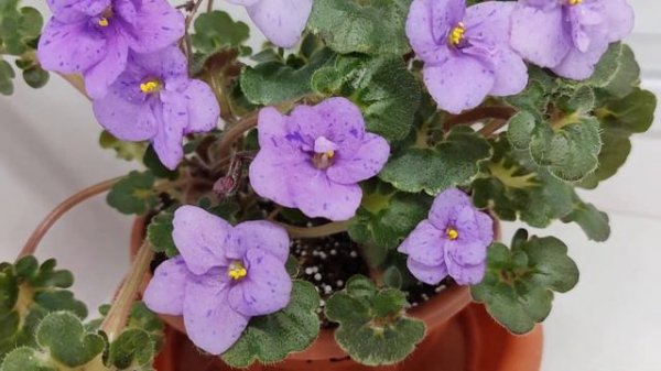 Фиалка Skagit Victory Trails