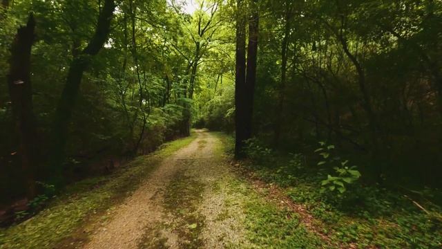 Успокаивающий зеленый цвет ,RELAX, медитация, природа смотреть онлайн