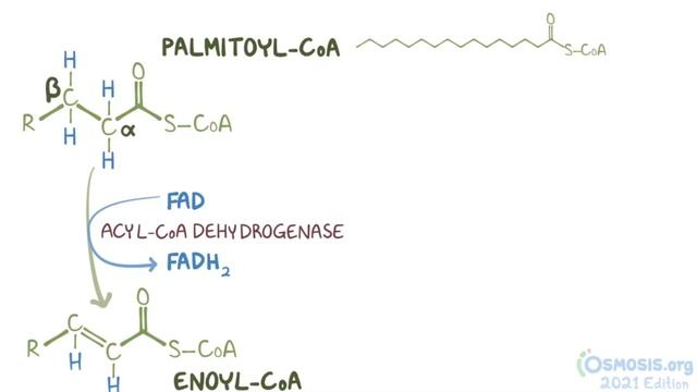 Osmosis _ Fatty acid oxidation (Biochemistry).mp4 смотреть онлайн
