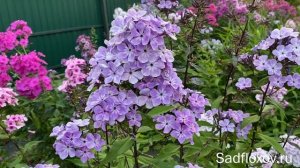 Мелкоцветковый флокс Горожанка, селекции Е. Константиновой