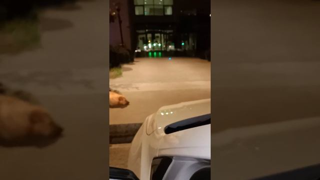 Volkswagen Polo 1.6 TDI 95 bg DSG şanzıman alınır mı? Artıları Eksileri Kronikleri Detaylı İnceleme смотреть онлайн