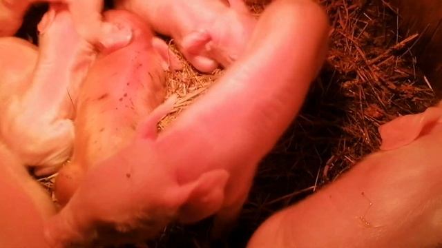 ЖАРА +30 | СВИНЬЯ РОЖАЕТ | КАК ПЛАНИРОВАТЬ ОПОРОСЫ смотреть онлайн