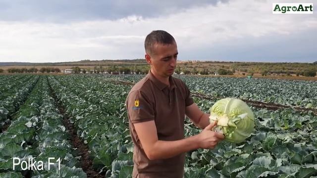 Varza medie Polka F1 ! Средняя белокочанная капуста Полька F1 ! смотреть онлайн