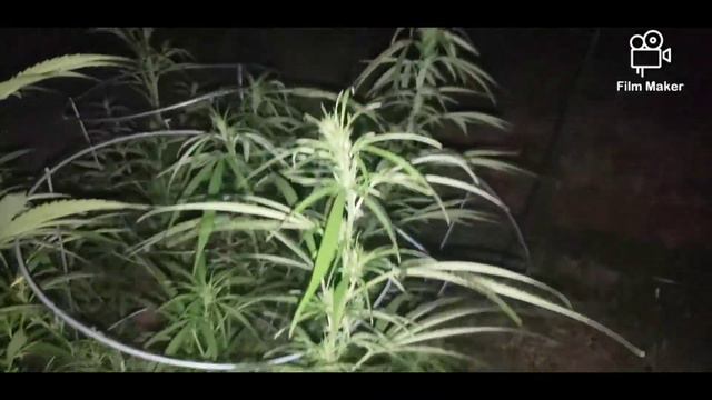 Dr Grinspoon Re Veg...Flower
