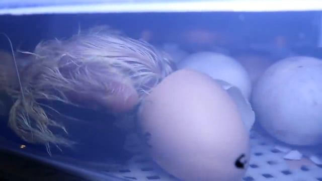 robé e incubé huevos de pato misteriosos! PROCESO COMPLETO 🥵 смотреть онлайн