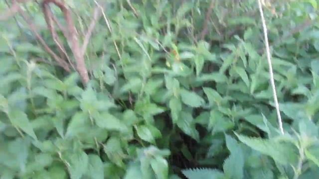 Влаго Зарядный полив Вишни ,когда нет дождей. смотреть онлайн