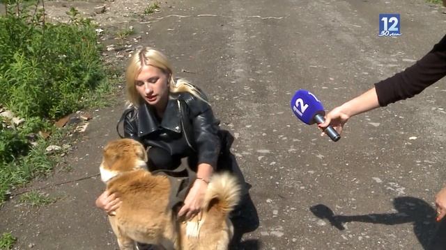 В череповецкий приют попадают старые собаки за ненадобностью своим хозяевам смотреть онлайн