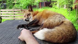 Ли Сяо / Alice the Fox Лиса Алиса (Новая система безопасности для лисы)