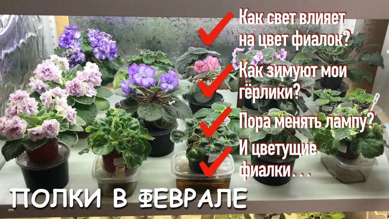 Обзор сортовых фиалок | Как свет влияет на цвет | Цветущие фиалки