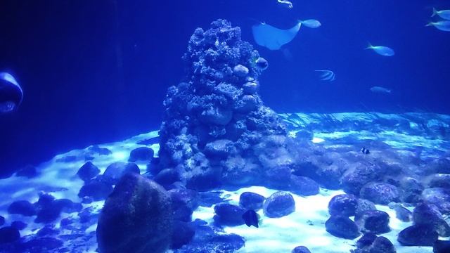 АКВАРИУМ В ВАРШАВСКОМ ЗООПАРКЕ смотреть онлайн