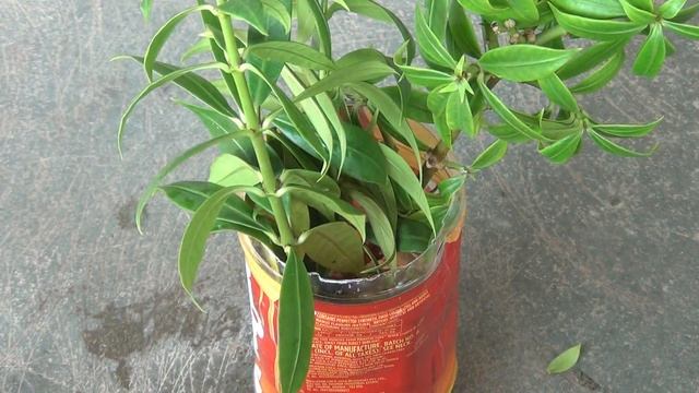 EASIEST Way to GROW Allamanda from Cuttings смотреть онлайн