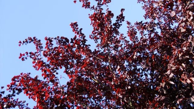 Nikon Coolpix L22 смотреть онлайн