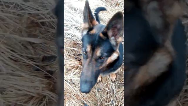 Паразиты у собаки