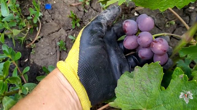 Влияние температуры воздуха на степень окрашивание ягод винограда смотреть онлайн