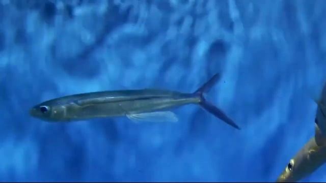 Facts: The Flying Fish смотреть онлайн