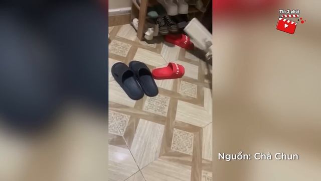 Đêm hôm thấy chú mèo có 'BIỂU HIỆN LẠ', cô gái không ngờ chính nó đã 'CỨU MẠNG MÌNH' | Tin 3 Phút смотреть онлайн