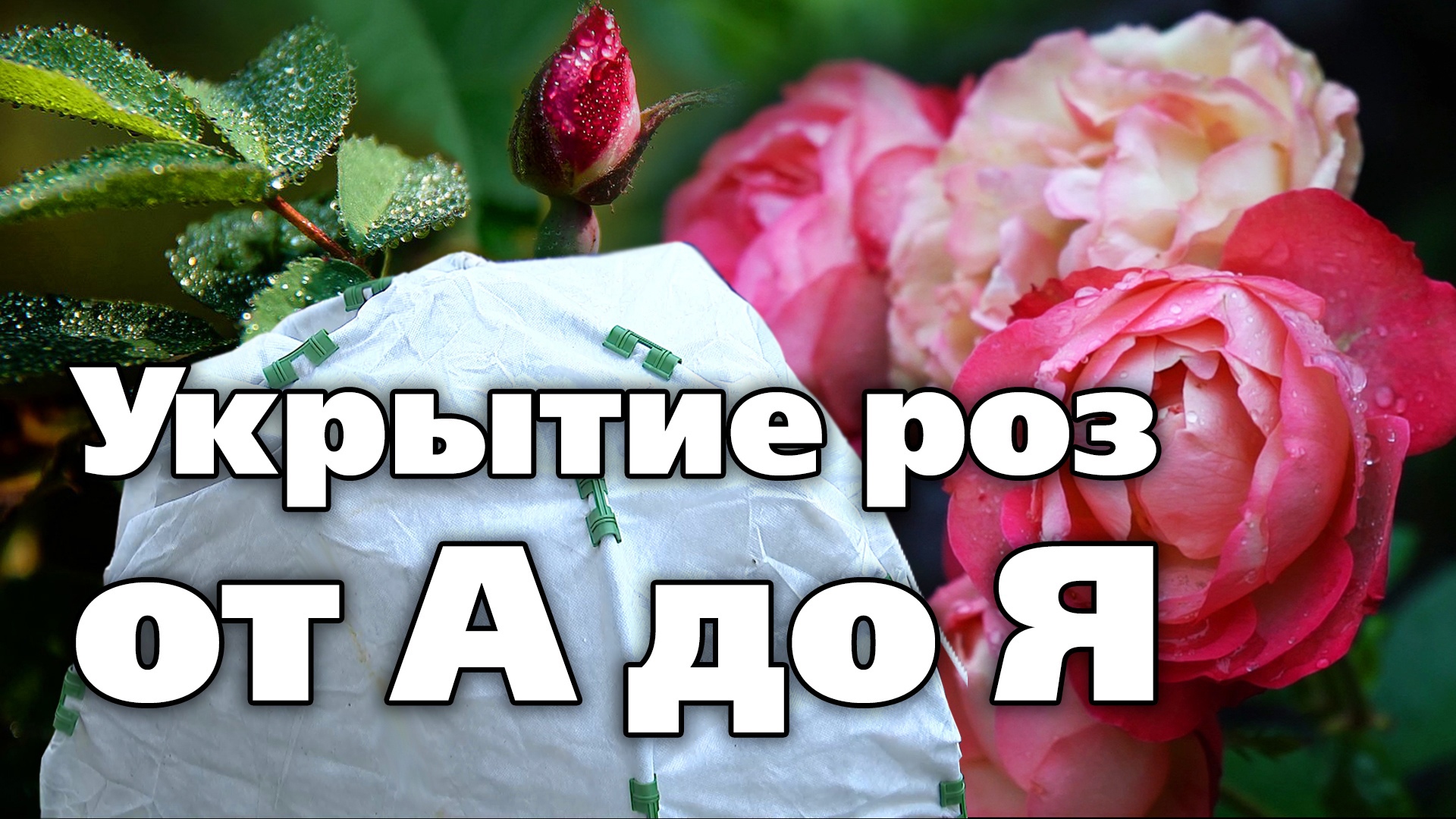 Зимовка роз. Как подготовить, сроки и материалы для укрытия. Советы специалиста смотреть онлайн