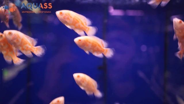 ?Aquass - Астронотус Оскар альбинос смотреть онлайн