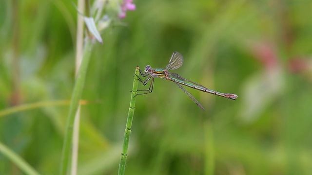 Лютки-дриады. Lestes dryas. Насекомые Беларуси. смотреть онлайн