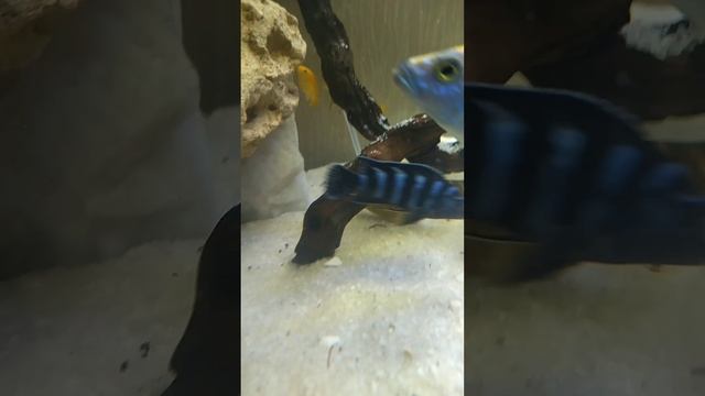 Есть рыба-меч, рыба-луна! А у меня рыба-свинья!))) Мраморные боции. Домашний аквариум смотреть онлайн