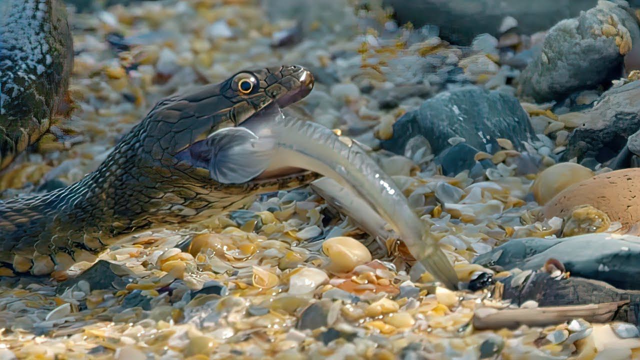 Эта змея любит порыбачить. Водяной уж! смотреть онлайн
