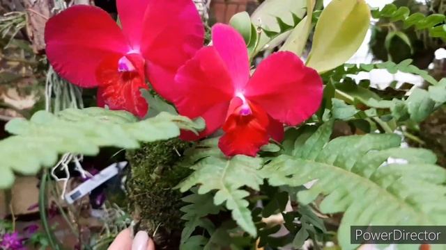 Обзор цветущих Орхидей в Ноябре. Каттлея, Дендробмум, Онцидиум, Масдеваллия, Эпидендрум смотреть онлайн