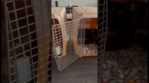 Спят усталые котики! Прикольные котики. Спят усталые котята!