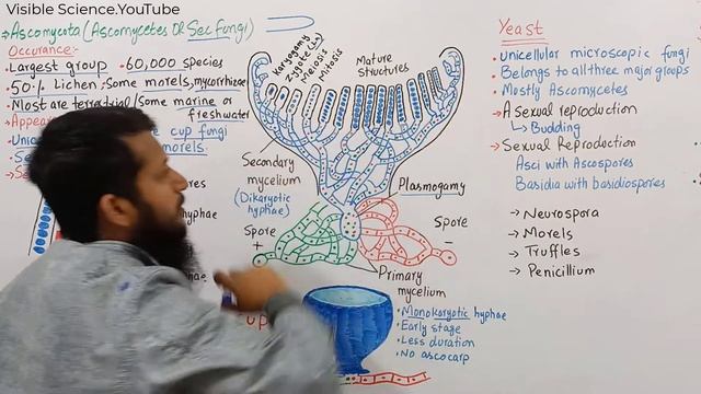 Ascomycota || Ascomycota life cycle || Reproduction in Fungi || Lec#07 || part 1 bio смотреть онлайн