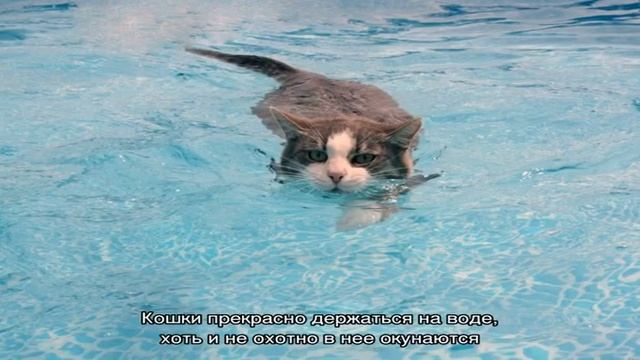 Умеют ли кошки плавать смотреть онлайн
