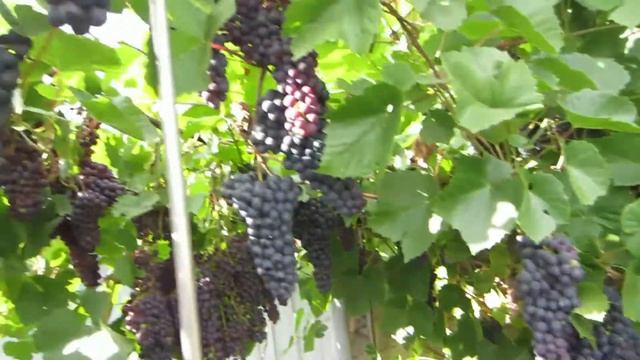 ВИНОГРАД ПАМЯТИ ДОМБКОВСКОЙ в ЧЕЛЯБИНСКЕ на ЮЖНОМ УРАЛЕ ??????❤️... смотреть онлайн