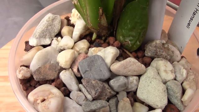 How I transfer my orchids in to self watering/semi hydro - part смотреть онлайн