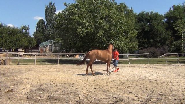 Учим лошадь не бояться шамбарьер 3 часть смотреть онлайн