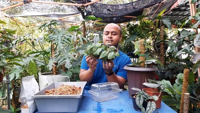 Scindapsus Pictus Argyraeus Repotting смотреть онлайн