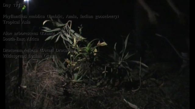 Day 171 (and 172) - Emblic/Amla (Phyllanthus) and trying again with Rose Apple (Syzygium jambos) смотреть онлайн