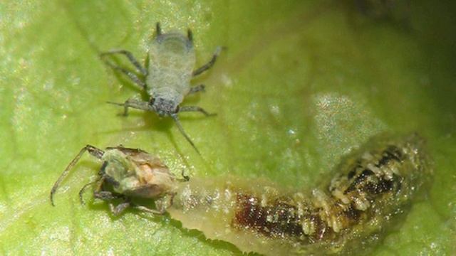 Biocontrol | Wikipedia audio article смотреть онлайн