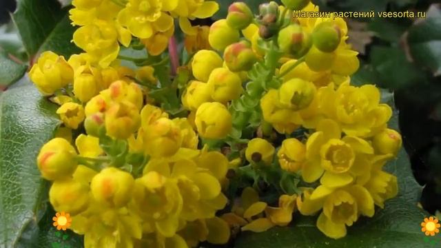 Магония падуболистная. Краткий обзор, описание характеристик, где купить саженцы смотреть онлайн