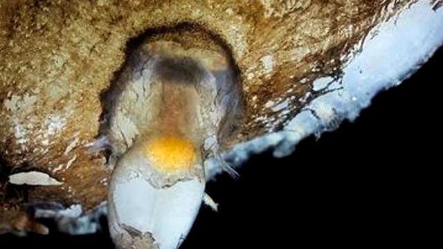 ДЕСЯТЬ НЕВЕРОЯТНЫХ ПОДВОДНЫХ СУЩЕСТВ смотреть онлайн