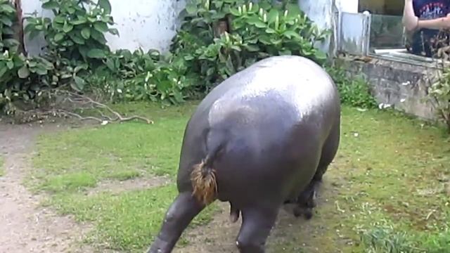 Таллинский зоопарк.Карликовый бегемот. смотреть онлайн