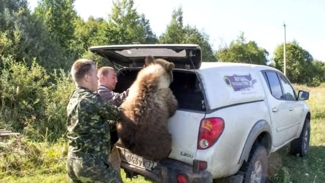 Вот что стало с медвежонком Мансуром, найденным 5 лет назад и выкормленным лётчиками из бутылочки смотреть онлайн