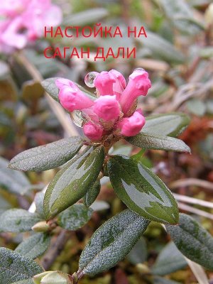 #саган дали, #настойка с полезными свойствами