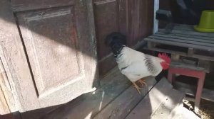 У петуха что-то с гребнем | черные пятна на гребешке | Что с петухом