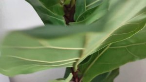 Каким вырос фикус лирата columnaris  за год.